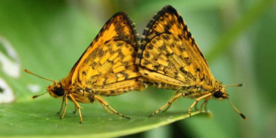 Butterfly species of Sri Lanka — WildREACH butterfly research and conservation programme