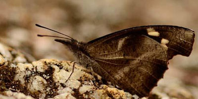 Native plant butterfly garden Sri Lanka — WildREACH butterfly gardening initiative for habitat restoration