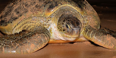 Endemic reptile species of Sri Lanka — WildREACH reptile research and documentation programme