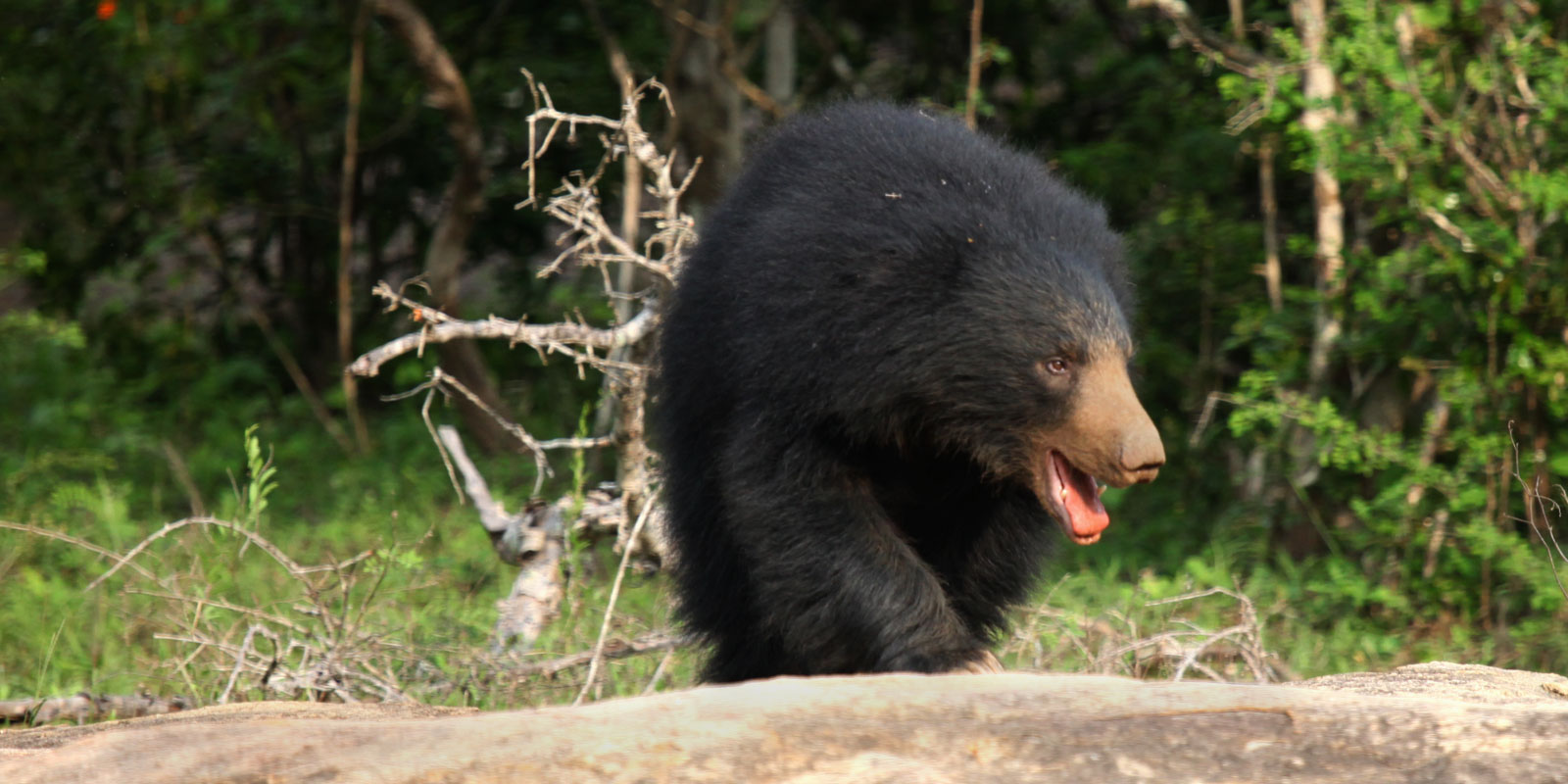 Environmental education and conservation awareness programmes — WildREACH Trust Sri Lanka