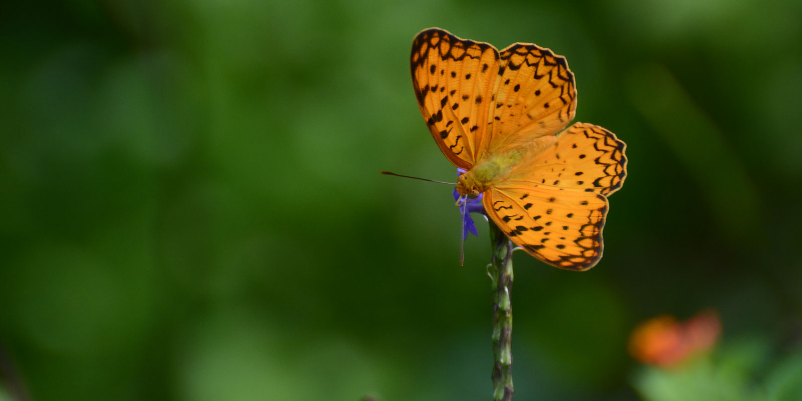 Expert wildlife travel guide through Sri Lanka national parks Yala Wilpattu Sinharaja — WildREACH
