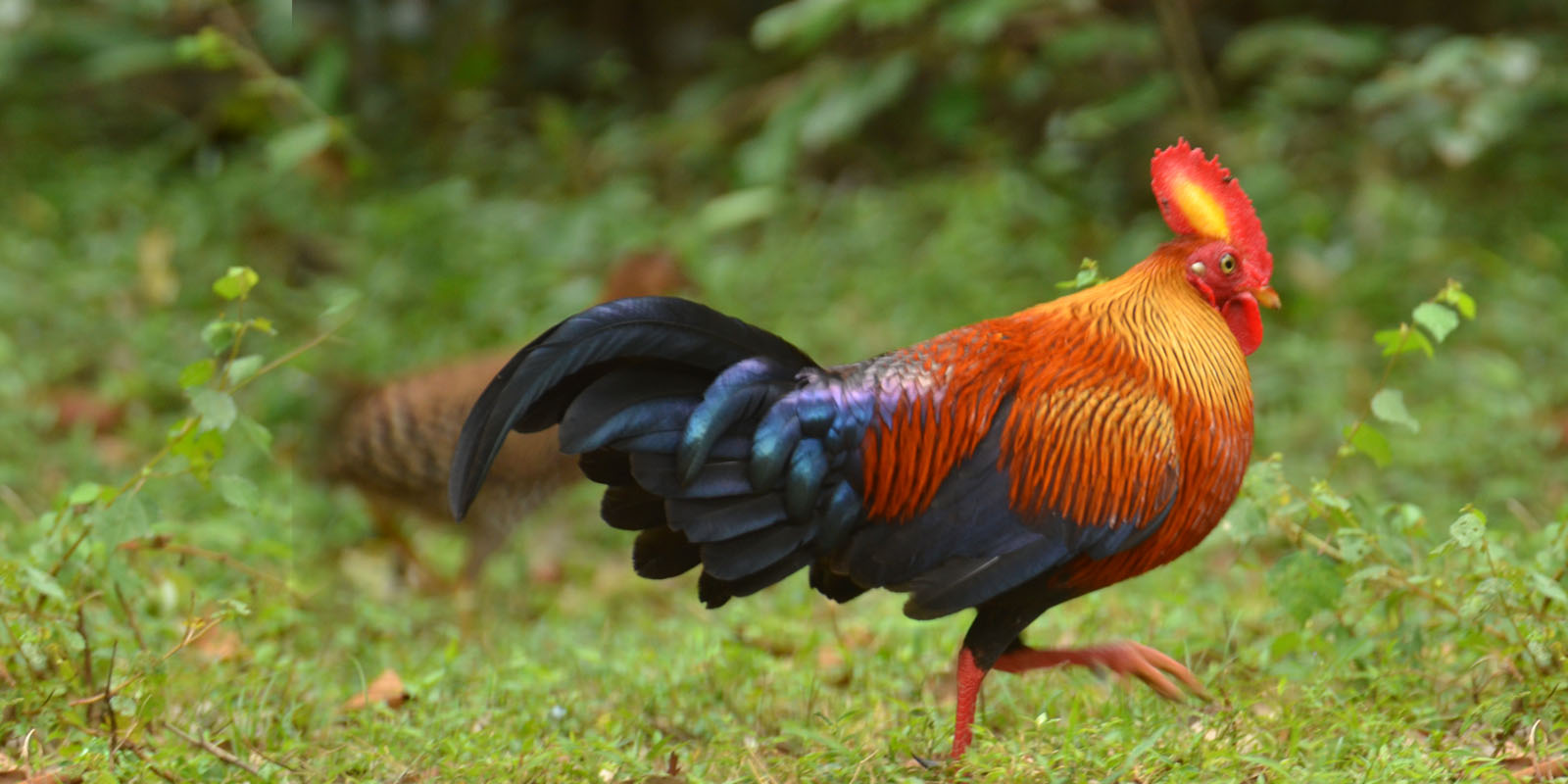 Wildlife conservation programme by WildREACH Environmental Trust Sri Lanka