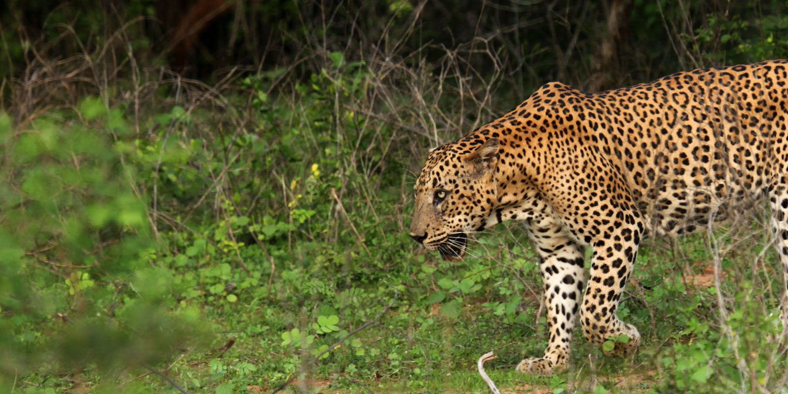 WildREACH Trust rescuing injured wild animals and returning them to natural habitats in Sri Lanka