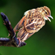 Wildlife and natural habitat conservation Sri Lanka — WildREACH conservation mission