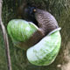 Expert wildlife consultation service Sri Lanka — WildREACH consultation mission