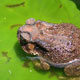Human-wildlife conflict protection Sri Lanka — WildREACH protection mission