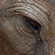 Wildlife research and publication Sri Lanka — WildREACH scientific research mission