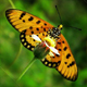 Wildlife conservation training programmes Sri Lanka — WildREACH practical training