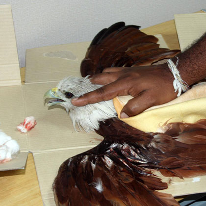 Treatment for injured Brahminy Kite found on Southern Highway 27.08.2015 — WildREACH wildlife rescue