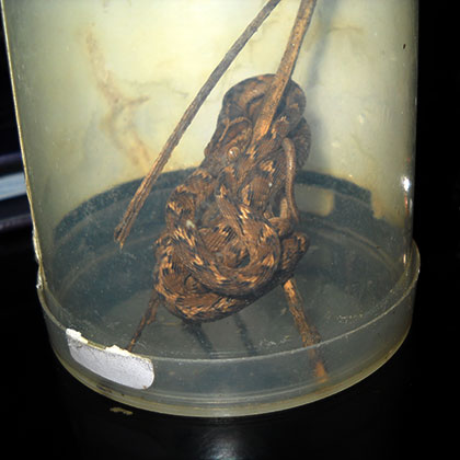 Wildlife rescue 10