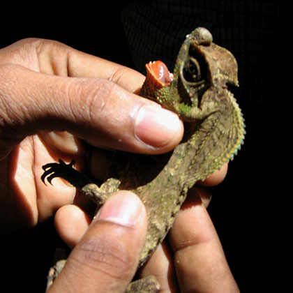 Wildlife rescue 11