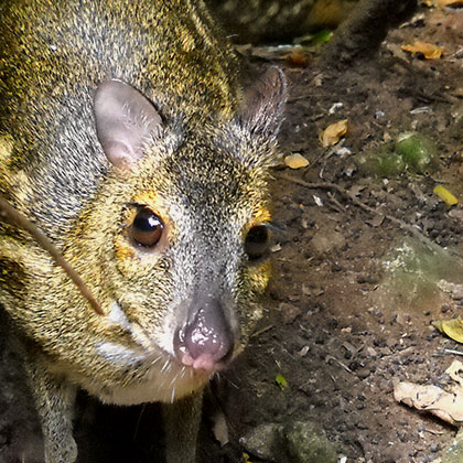 Wildlife rescue 12