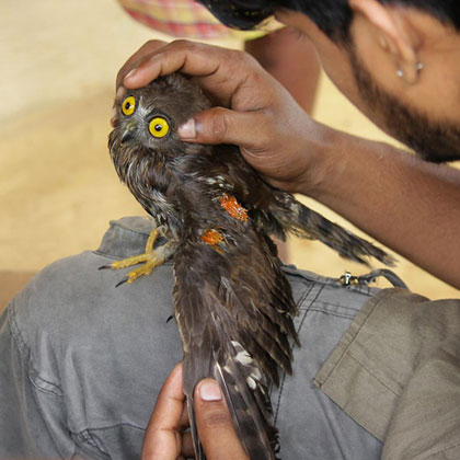 Wildlife rescue operation Sri Lanka 2