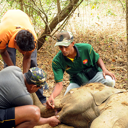 Wildlife rescue 8