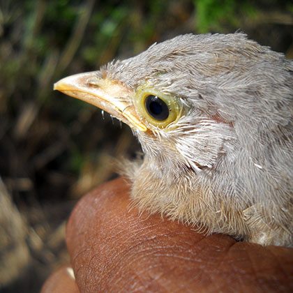 Wildlife rescue 9