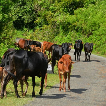WildREACH Trust wildlife field research Sri Lanka — endemic species survey