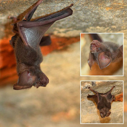 Flora and fauna study Sri Lanka — WildREACH field team